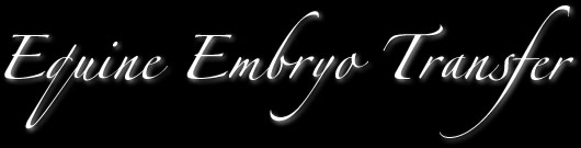 Equine Embryo Transfer